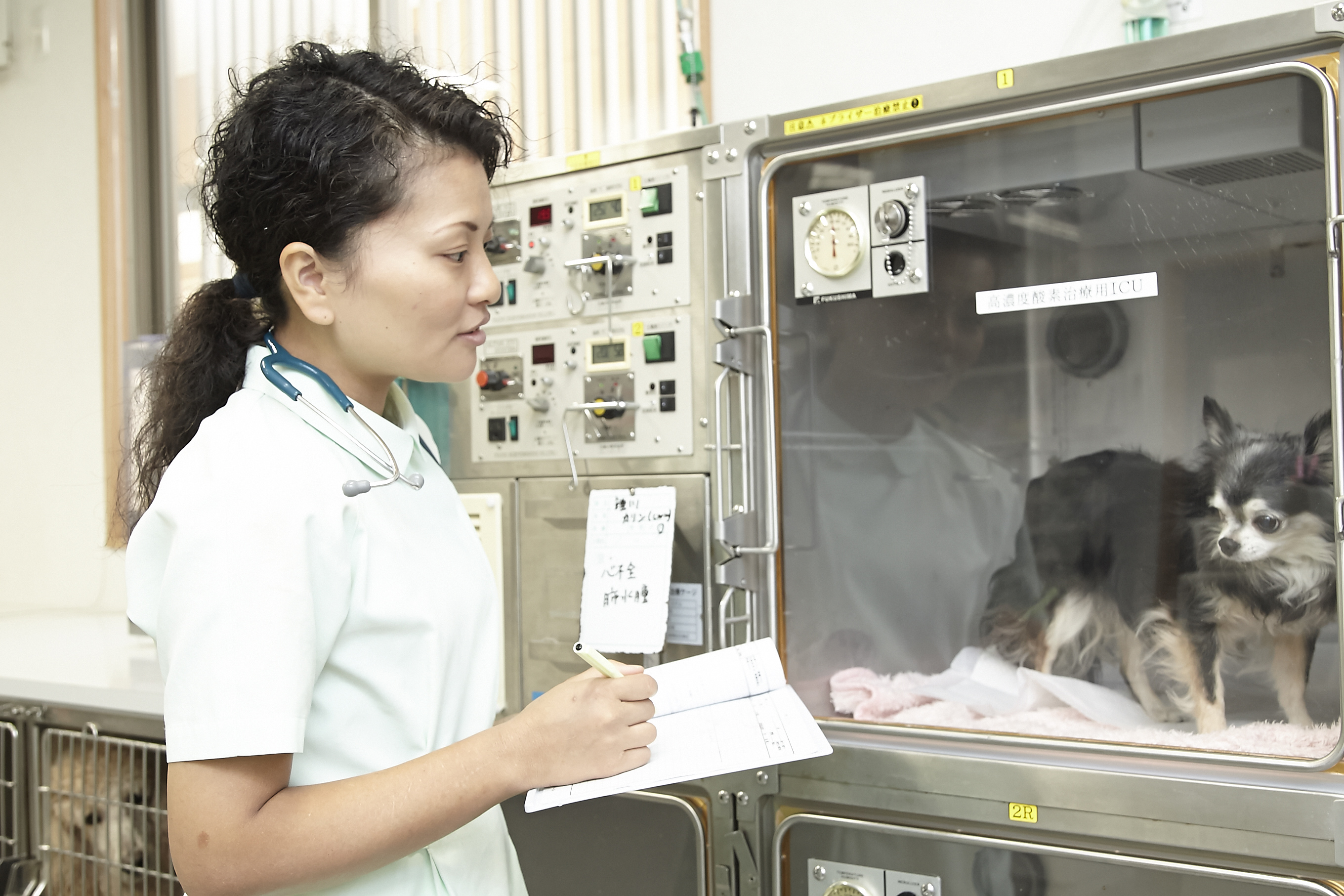 動物病院で働く動物看護師 一般社団法人 日本動物看護職協会